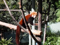 Firefox Roter Panda