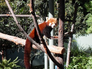 Firefox Roter Panda (Reisetagebuch Australien: Im Zoo und Cairnes)