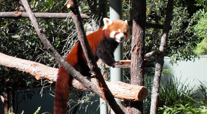 Firefox Roter Panda