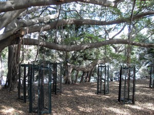 Bäume in Brisbane (Reisetagebuch Australien: Nächte (und Tage) in Brisbane)