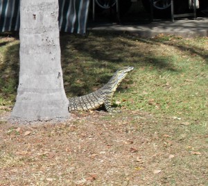 Echse auf dem Campingplatz in Australien (Reisetagebuch Australien: Airlie Beach)