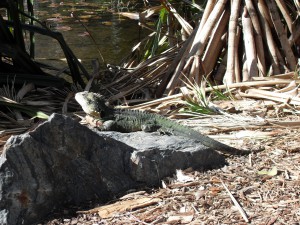 Echse in Brisbane (Reisetagebuch Australien: Nächte (und Tage) in Brisbane)