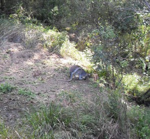 Ein Wallaby in Australien (Reisetagebuch Australien: Die Glass House Mountains)