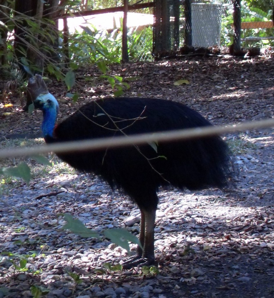 Helmkasuar im Zoo Australien