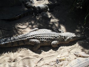 Krokodil im Zoo Australien (Reisetagebuch Australien: Im Zoo und Cairnes)