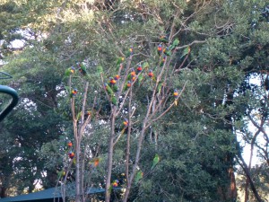 Lorikeets Fütterung in Currumbin Australien (Reisetagebuch Australien: Am Strand von Gold Coast)