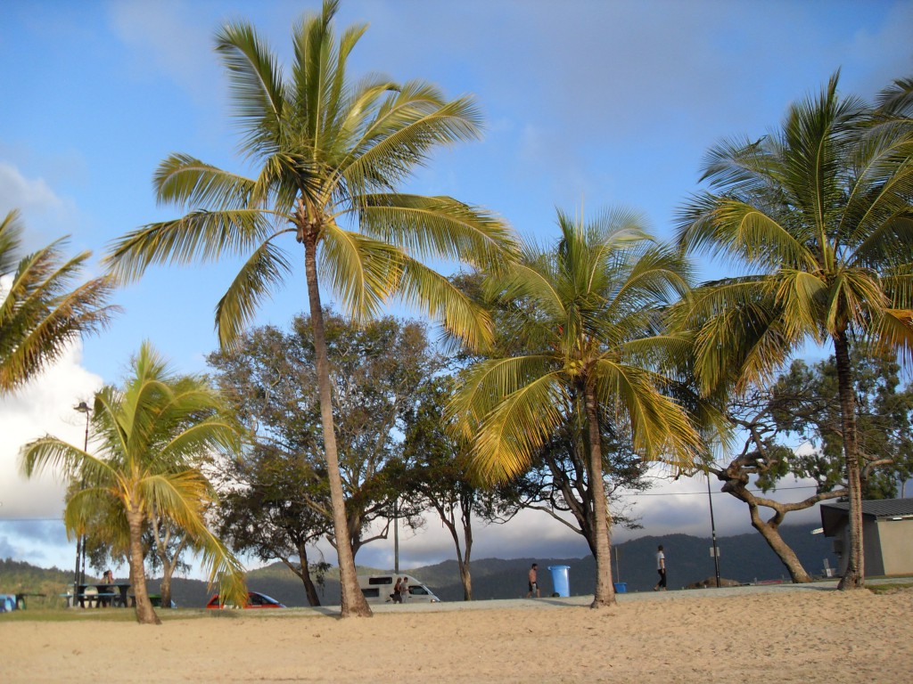 Palmen Airlie Beach