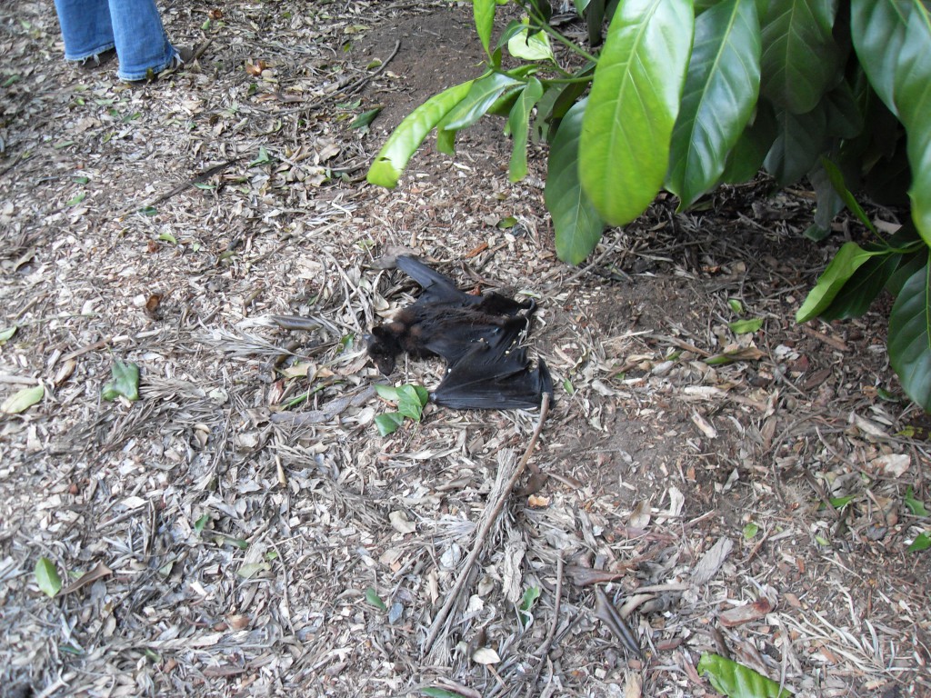 Tote Fledermaus in Brisbane