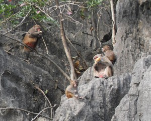 Affen in der Ha Long Bucht (Reisetagebuch Vietnam: Die Affen in der Halong Bucht und wieder Hanoi)