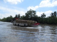 Boot mit Kokosnüssen auf einem Nebenfluss im Mekong-Delta in Vietnam