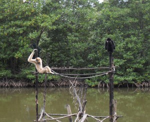 Gibbons in Vietnam (Reisetagebuch Vietnam: Besuch eines alten Vietcong-Lagers im Mangrovenwald)