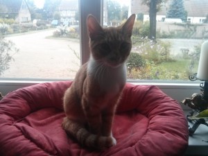 Katze Schloss Lohm (Schloss Lohm in Zernitz)