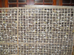 Seidenraupen in Kokons in Hoi An in Vietnam (Reisetagebuch Vietnam: Über den Wolkenpass nach Hoi An)