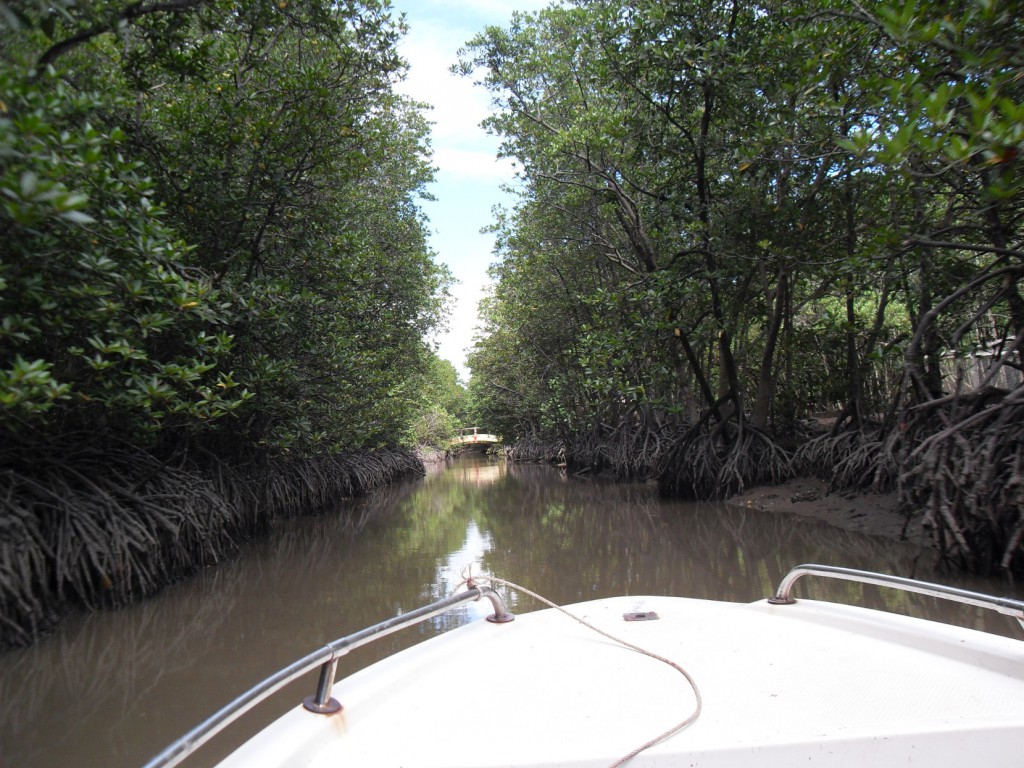 Mangrovenwald in Vietnam