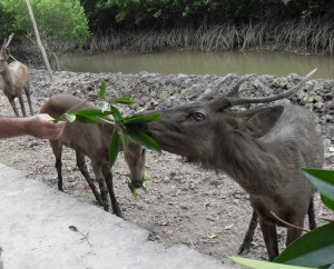 Vietnamesische Rehe werden gefüttert (Reisetagebuch Vietnam: Besuch eines alten Vietcong-Lagers im Mangrovenwald)