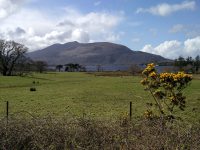 Ginster und Landschaft im Killarney Nationalpark