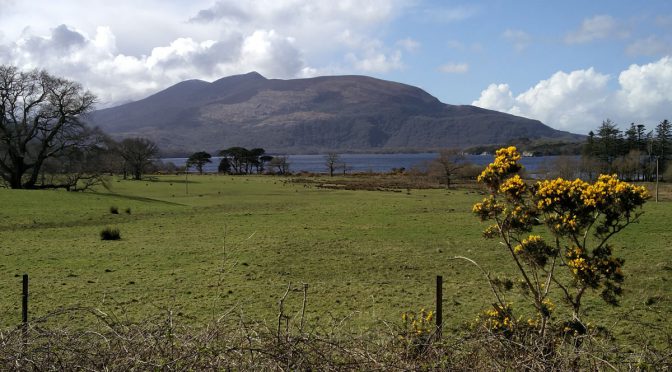 Ginster und Landschaft im Killarney Nationalpark