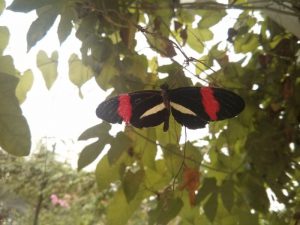 Postmann Schmetterling Heliconius-melpomene-im-Garten der Schmetterlinge (Im Garten der Schmetterlinge)