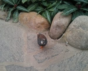 Wachtel im Garten der Schmetterlinge (Im Garten der Schmetterlinge)