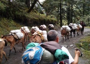 Eselkarawane auf unserem Weg nach Ringmo und Takasindu (Erstes Trekking nach Ringmo und weiter nach Takasindu)