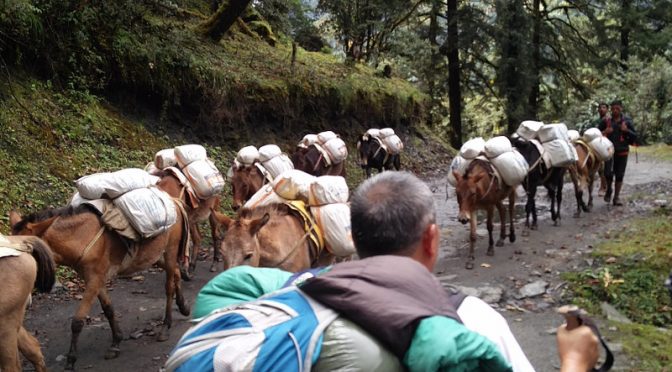 Eselkarawane auf unserem Weg nach Ringmo und Takasindu