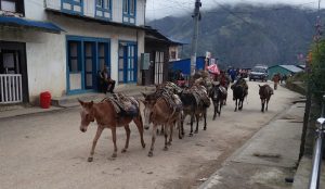 Eselkarawane in Phaplu (Nepal: Mit dem Jeep nach nach Phaplu)