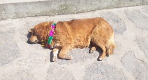 Geschmückter Hund anläßlich des „Festival of the dogs“ Tag des Hundes in Lukla in Nepal (Trek nach Lukla – Plagiate in Lukla)